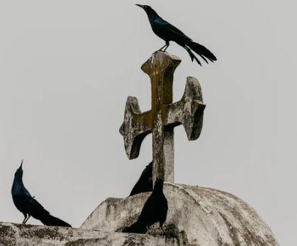 crow and cross